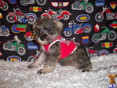 Miniature Schnauzer Puppies for Sale